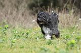 PETIT CHIEN LION 265